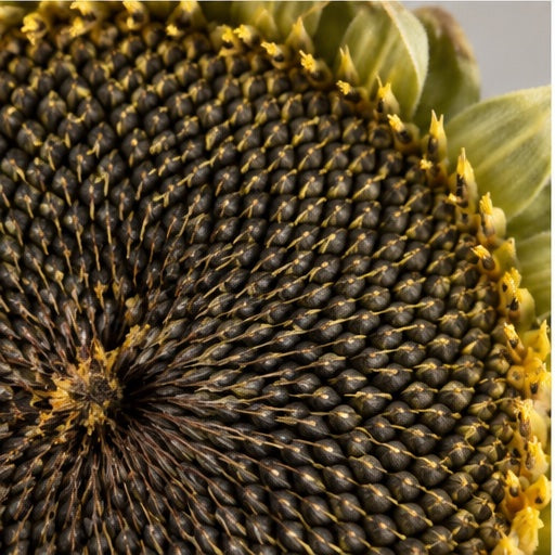 Sunflower Seed Extract