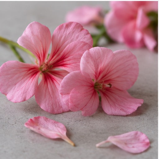 Geranium