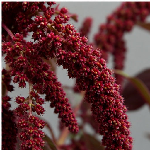 Velvet Flower Seed Extract